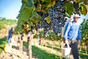 Weinlese in Niederösterreich
