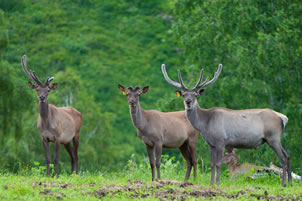 Hirscharten im Wildpark beobachten